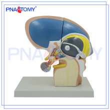 PNT-0620 3x Life Size 4 Peças Diencephalon Model, Brain Models school used